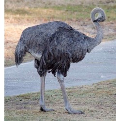 ostrich