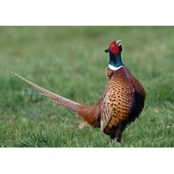 pheasant