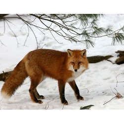 red fox