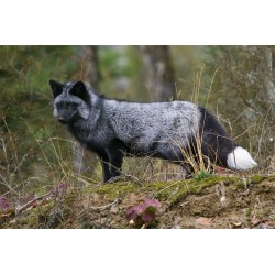 silver fox